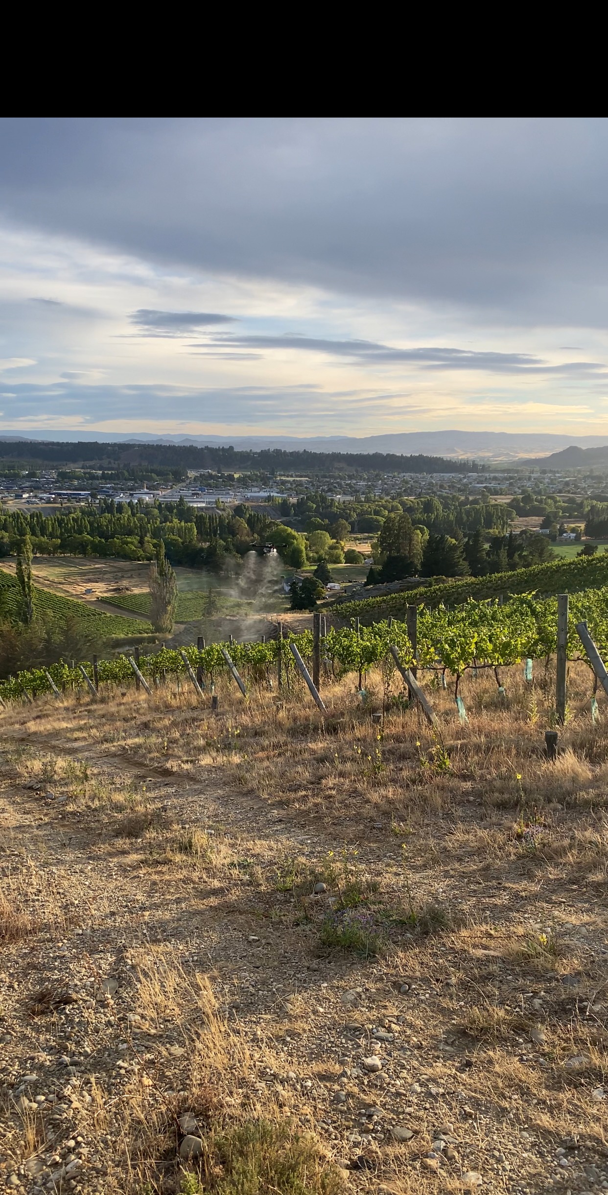 Agricultural drone spraying vineyard